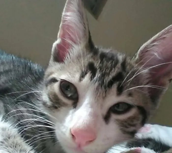 Gato ra a  idade 2 a 6 meses nome Não tem nome