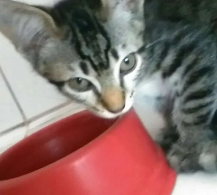Gato ra a  idade 2 a 6 meses nome Não tem nome