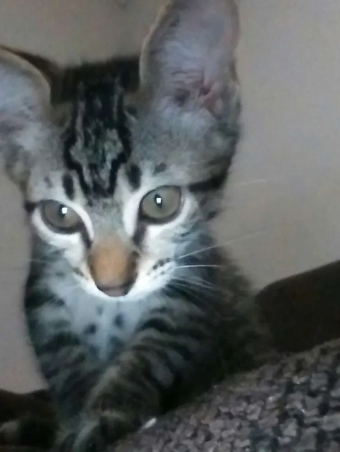 Gato ra a  idade 2 a 6 meses nome Não tem nome