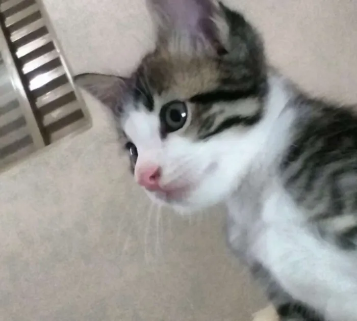 Gato ra a  idade 2 a 6 meses nome Não tem nome