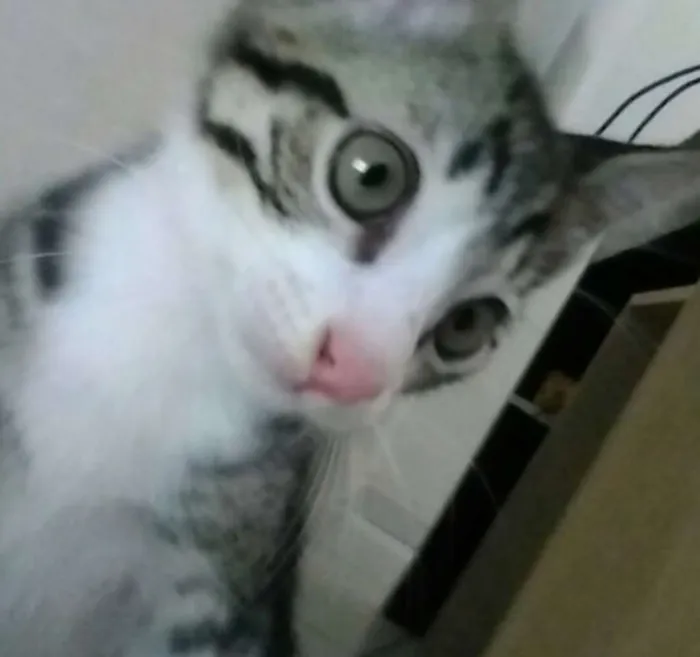 Gato ra a  idade 2 a 6 meses nome Não tem nome