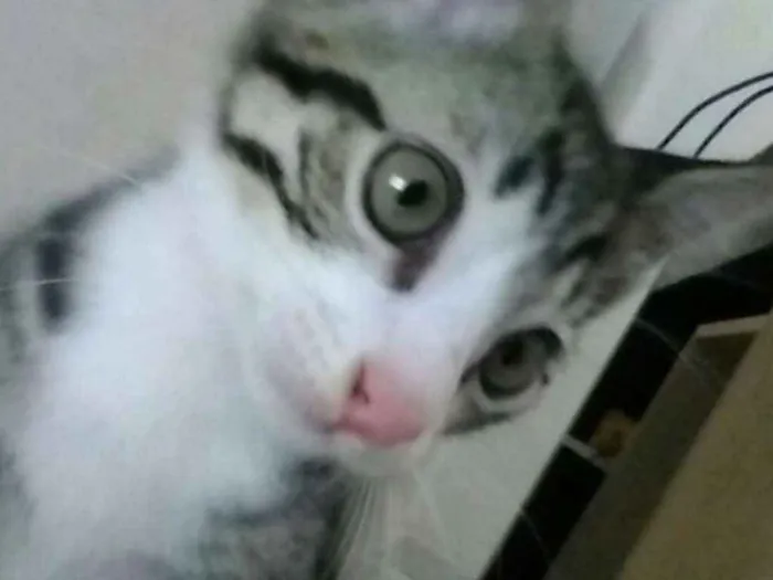 Gato ra a  idade 2 a 6 meses nome Não tem nome