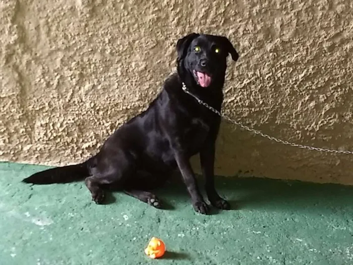 Cachorro ra a Labrador Puro idade 7 a 11 meses nome Marley