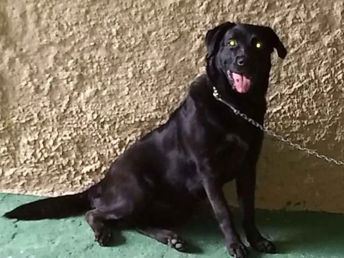 Cachorro ra a Labrador Puro idade 7 a 11 meses nome Marley