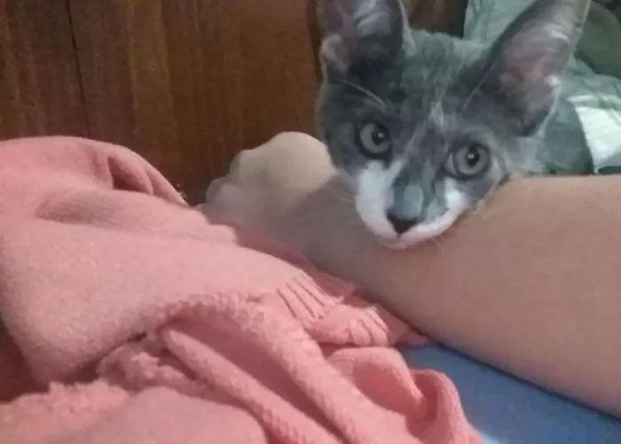 Gato ra a Siamês idade 2 a 6 meses nome Mimosa