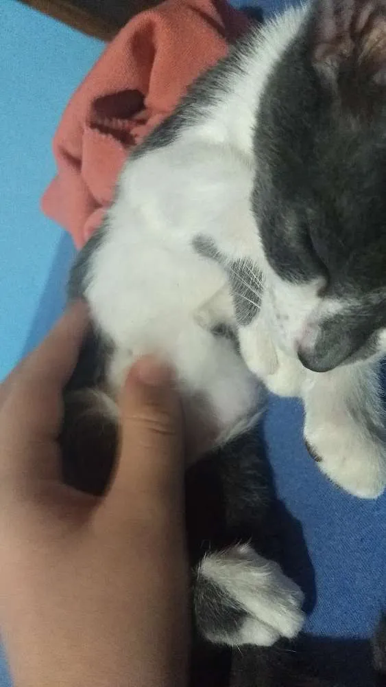 Gato ra a Siamês idade 2 a 6 meses nome Mimosa