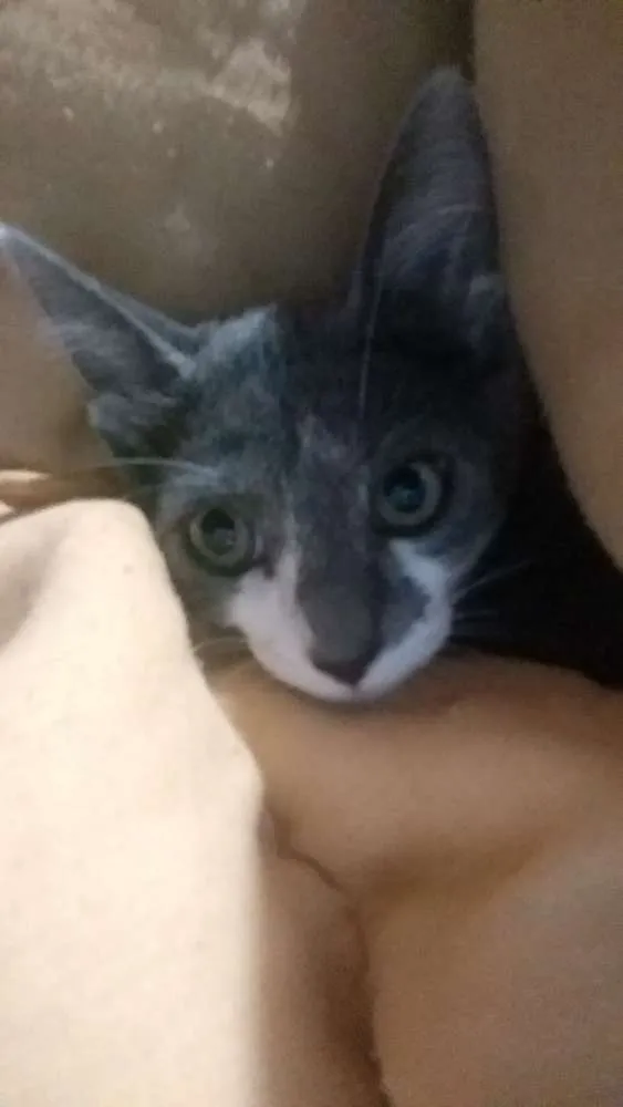Gato ra a Siamês idade 2 a 6 meses nome Mimosa