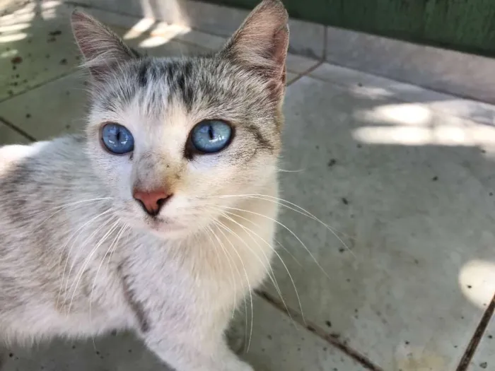 Gato ra a Sem raça definida idade 7 a 11 meses nome Sem nome 