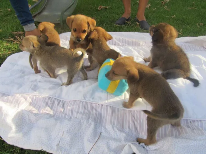 Cachorro raça SRD idade Abaixo de 2 meses nome Elvis, Max e Apollo