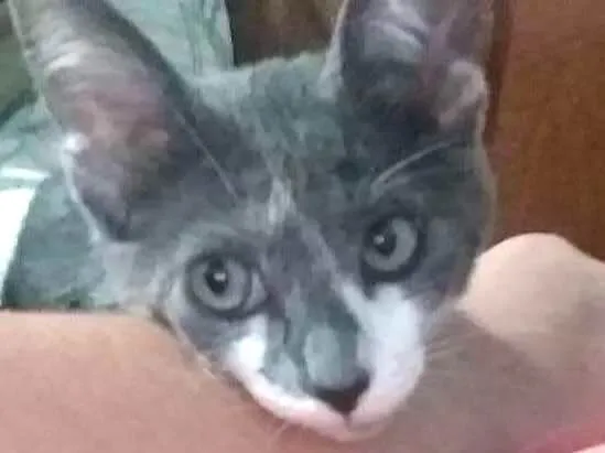 Gato ra a Siamês idade 2 a 6 meses nome Mimosa