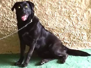 Cachorro raça Labrador Puro idade 7 a 11 meses nome Marley