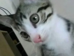 Gato raça  idade 2 a 6 meses nome Não tem nome