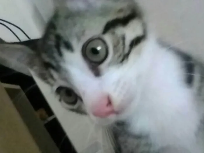 Gato ra a  idade 2 a 6 meses nome Não tem nome