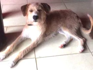 Cachorro raça SRD idade 1 ano nome Duque