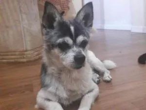 Cachorro raça SRD idade 4 anos nome Fofo