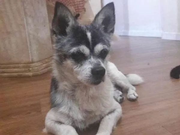 Cachorro ra a SRD idade 4 anos nome Fofo