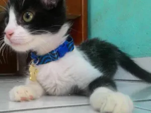 Gato raça Não definida  idade 7 a 11 meses nome Slenderman 