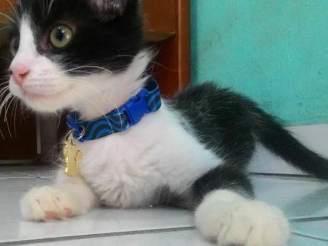 Gato ra a Não definida  idade 7 a 11 meses nome Slenderman 