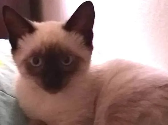 Gato ra a Siamês  idade 2 a 6 meses nome Flor 