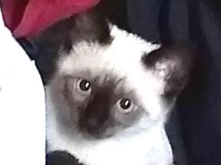 Gato ra a Siamês  idade 2 a 6 meses nome Flor 