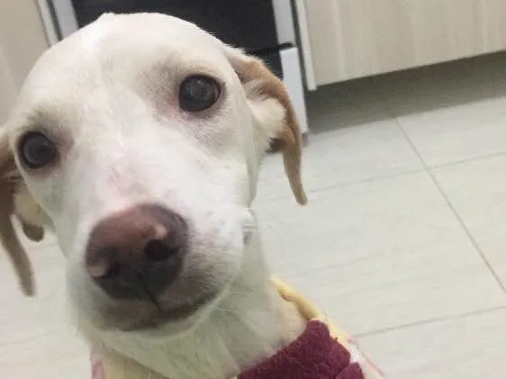 Cachorro ra a Srd idade 1 ano nome Nina