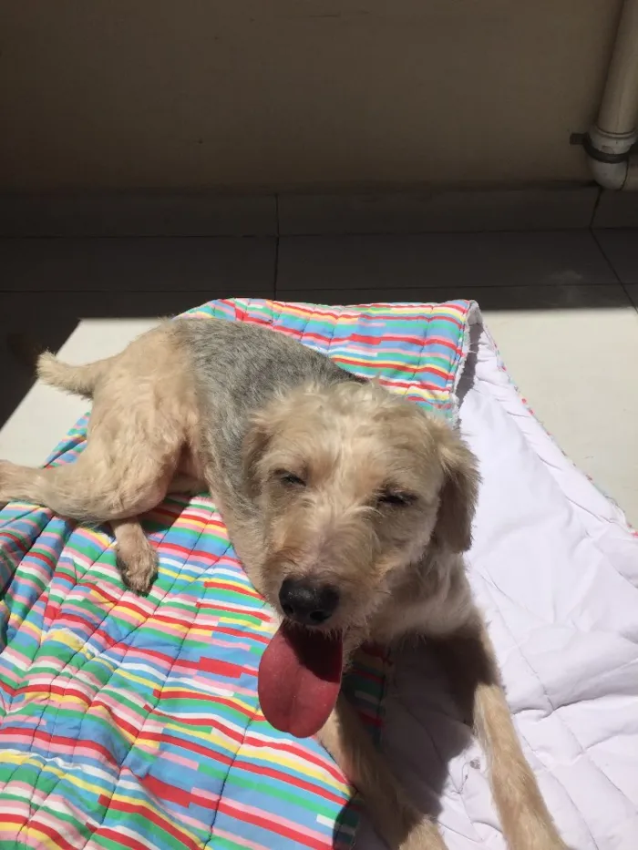 Cachorro ra a Srd idade 2 anos nome Clarinha