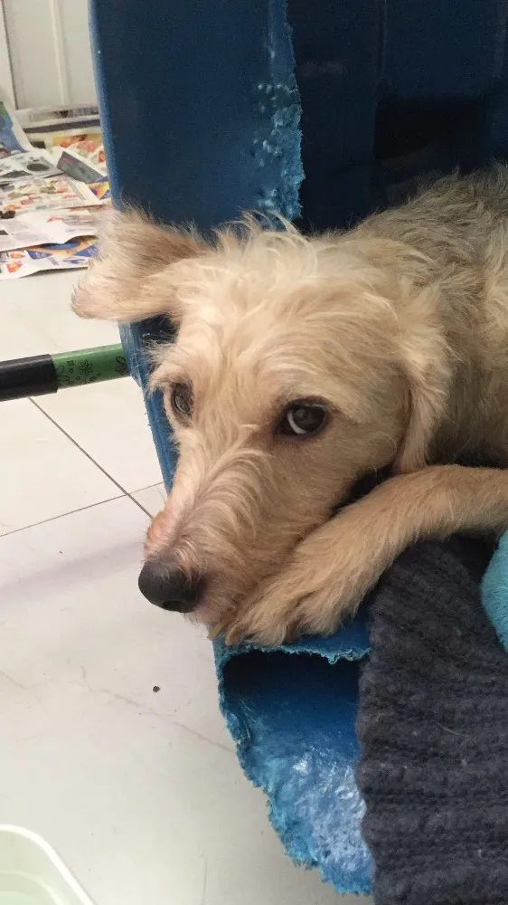 Cachorro ra a Srd idade 2 anos nome Clarinha