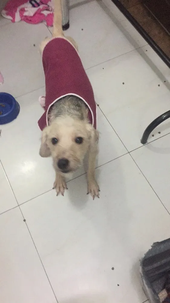 Cachorro ra a Srd idade 2 anos nome Clarinha