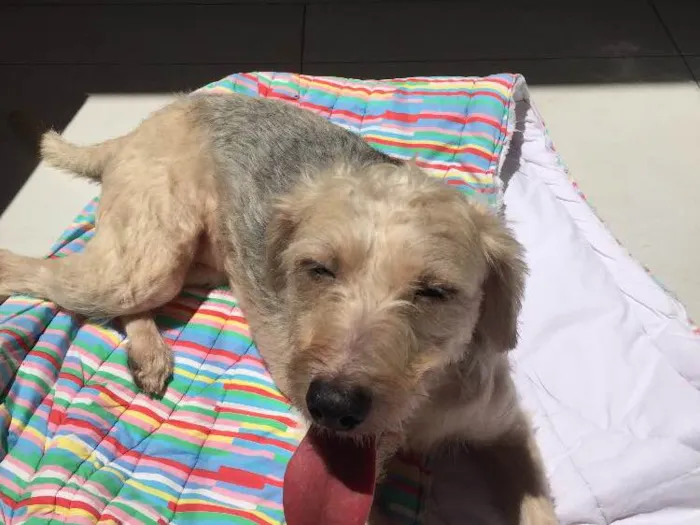 Cachorro ra a Srd idade 2 anos nome Clarinha
