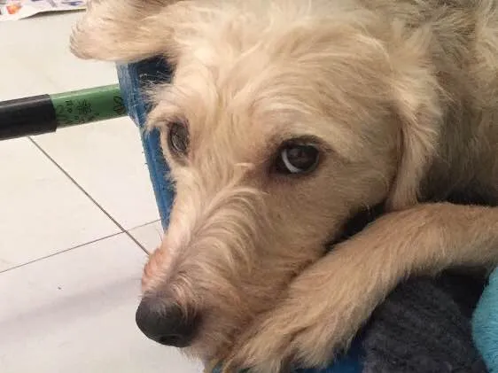 Cachorro ra a Srd idade 2 anos nome Clarinha