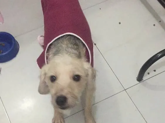 Cachorro ra a Srd idade 2 anos nome Clarinha