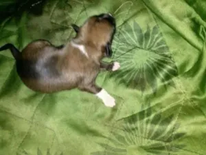 Cachorro raça vira-lata idade Abaixo de 2 meses nome Cebolinha 