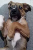 Cebolinha