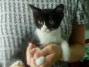Gato raça SRD idade 2 a 6 meses nome Frajola