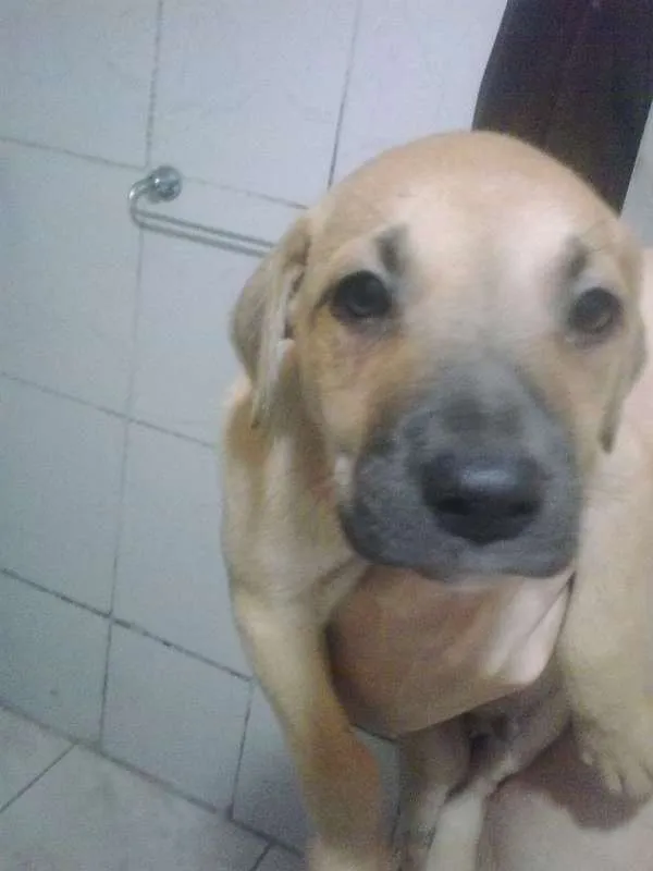 Cachorro ra a vira lata  idade Abaixo de 2 meses nome Luck 