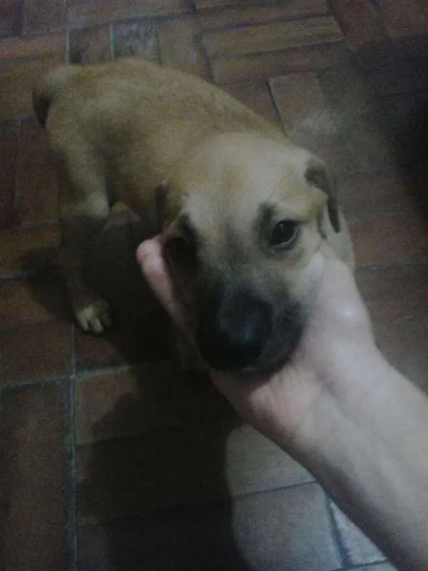 Cachorro ra a vira lata  idade Abaixo de 2 meses nome Luck 