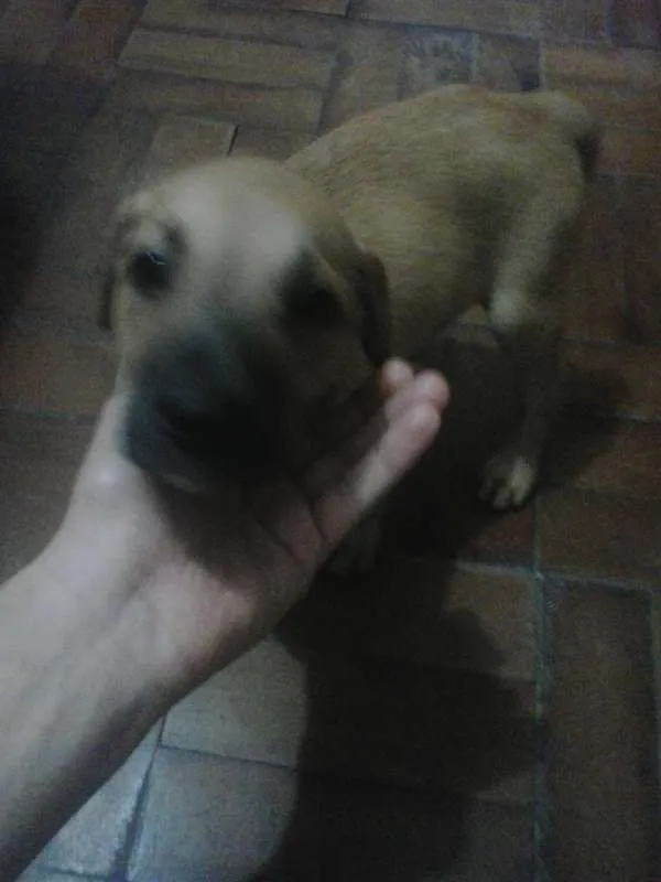 Cachorro ra a vira lata  idade Abaixo de 2 meses nome Luck 