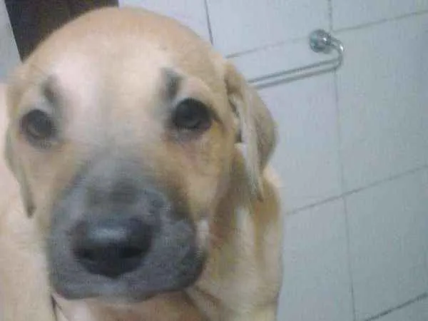 Cachorro ra a vira lata  idade Abaixo de 2 meses nome Luck 