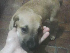 Cachorro raça vira lata  idade Abaixo de 2 meses nome Luck 