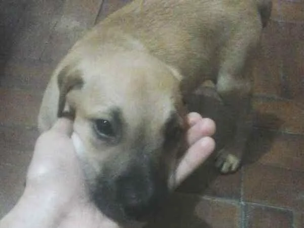 Cachorro ra a vira lata  idade Abaixo de 2 meses nome Luck 