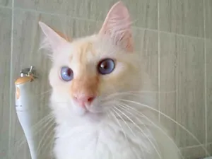 Gato raça  idade 2 anos nome batata