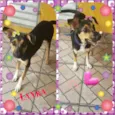 Layka