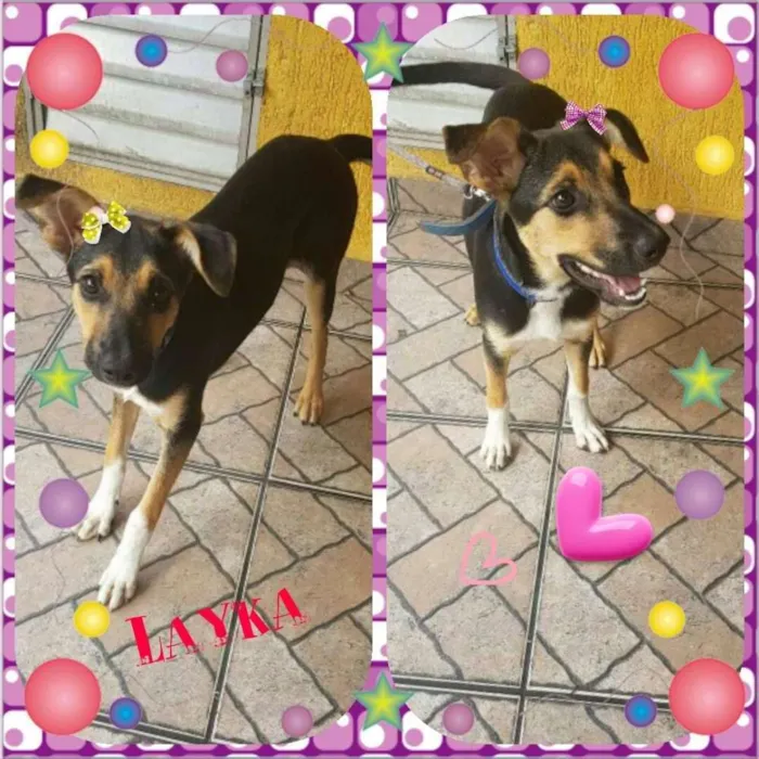 Cachorro ra a Srd idade 2 a 6 meses nome Layka