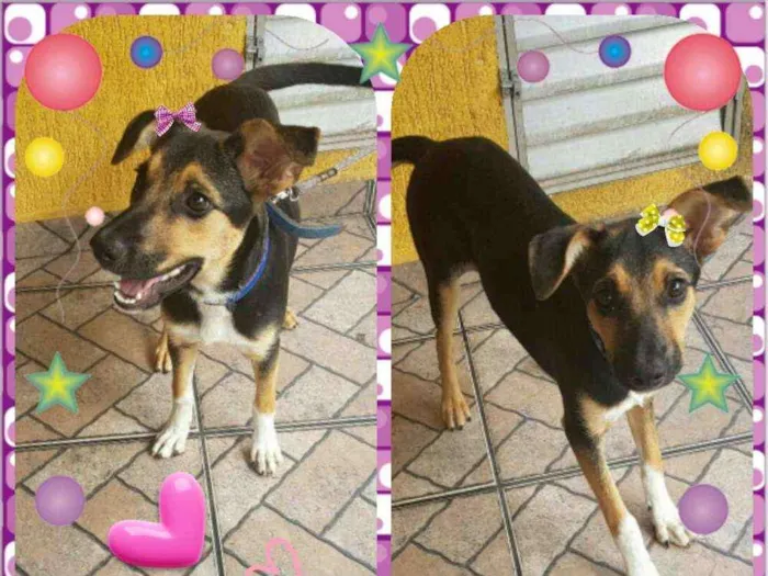 Cachorro ra a Srd idade 2 a 6 meses nome Layka