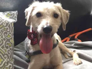 Cachorro raça Srd idade 2 anos nome Clarinha