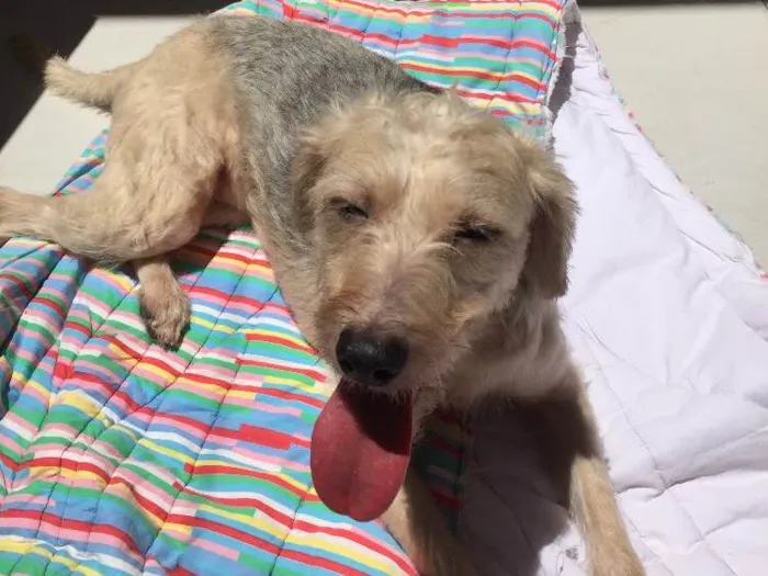 Cachorro ra a Srd idade 2 anos nome Clarinha