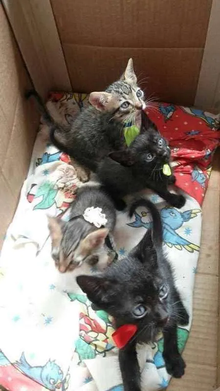 Gato ra a sem raça idade 2 a 6 meses nome sem nome