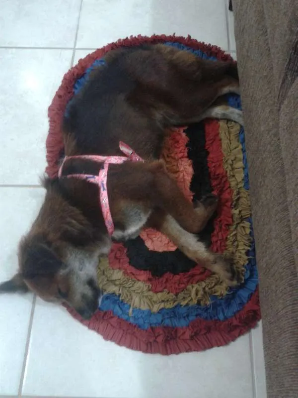 Cachorro ra a SRD idade 1 ano nome Nina