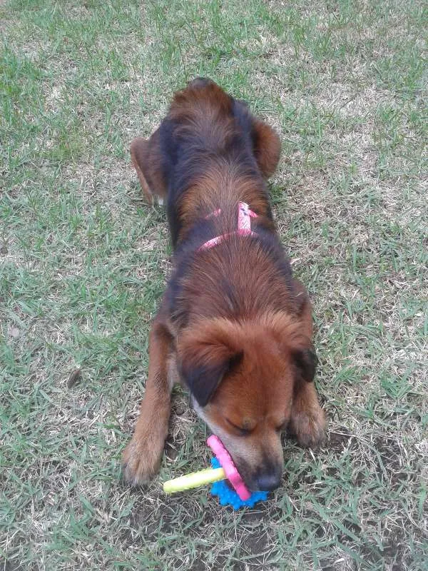 Cachorro ra a SRD idade 1 ano nome Nina