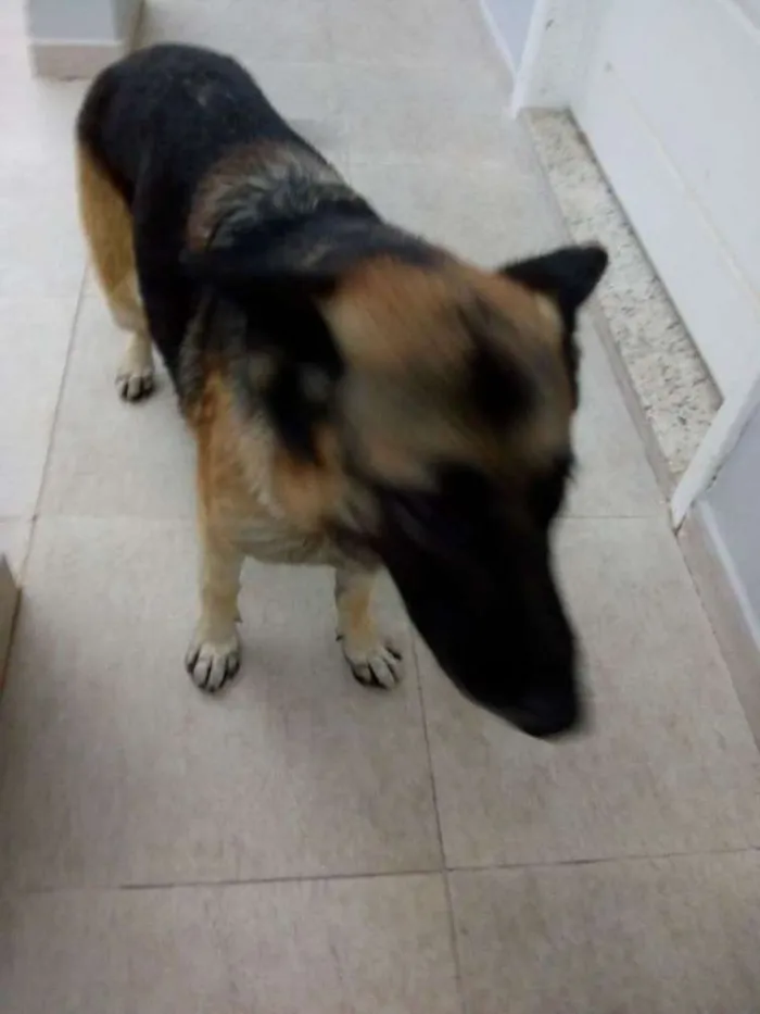 Cachorro ra a Pastor alemão idade  nome Não sei